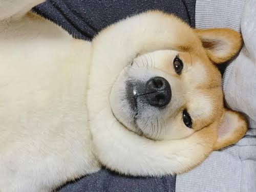 動物の画像だけで1000コメを目指すトピ Part2