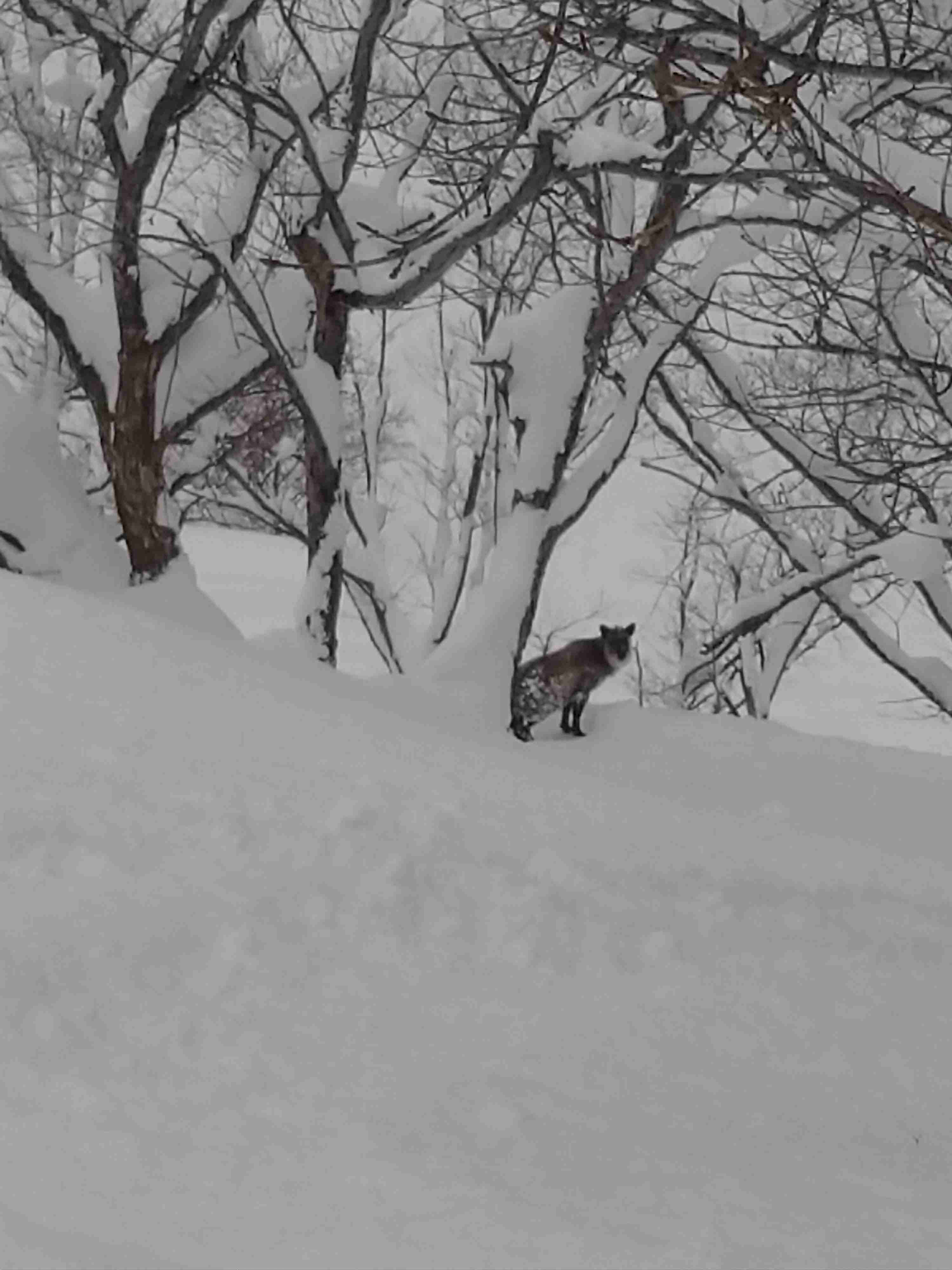 動物の画像だけで1000コメを目指すトピ Part2
