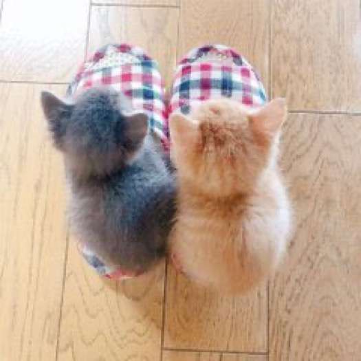動物の画像だけで1000コメを目指すトピ Part2