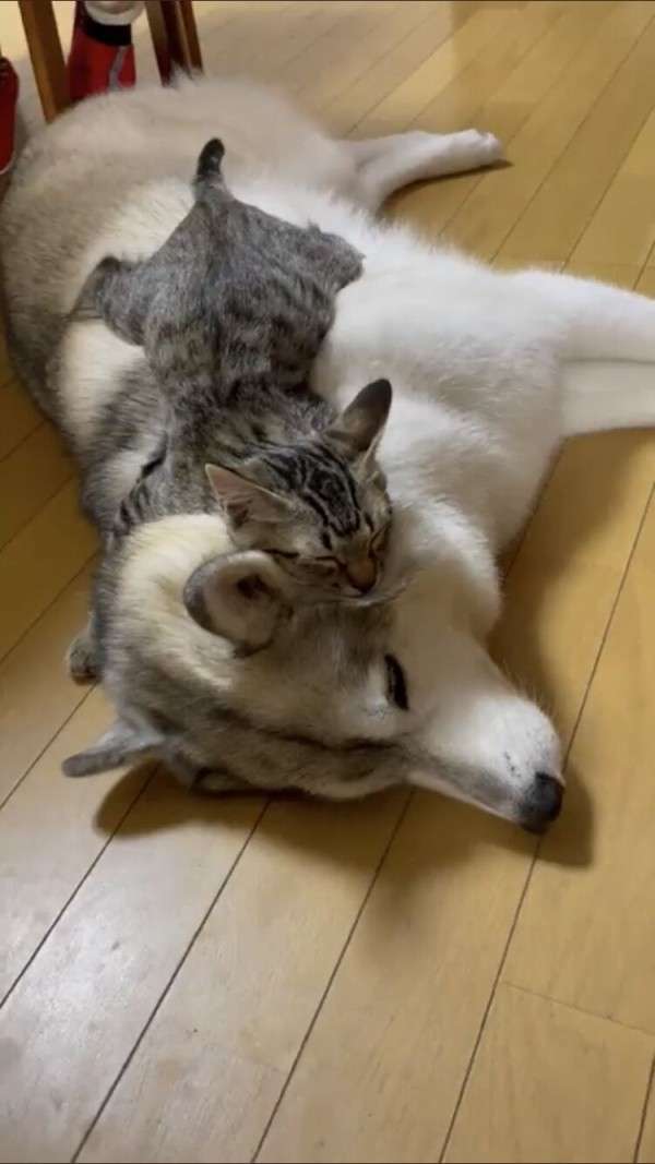 動物の画像だけで1000コメを目指すトピ Part2