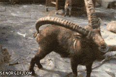 動物の画像だけで1000コメを目指すトピ Part2