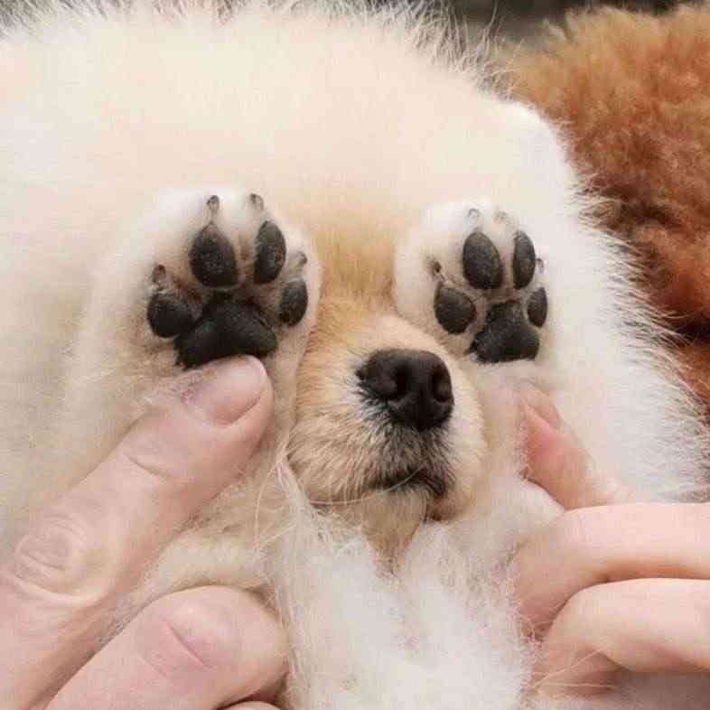 動物の画像だけで1000コメを目指すトピ Part2