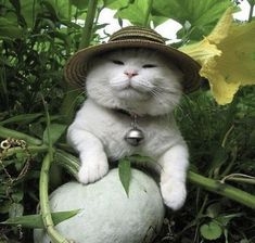 動物の画像だけで1000コメを目指すトピ Part2