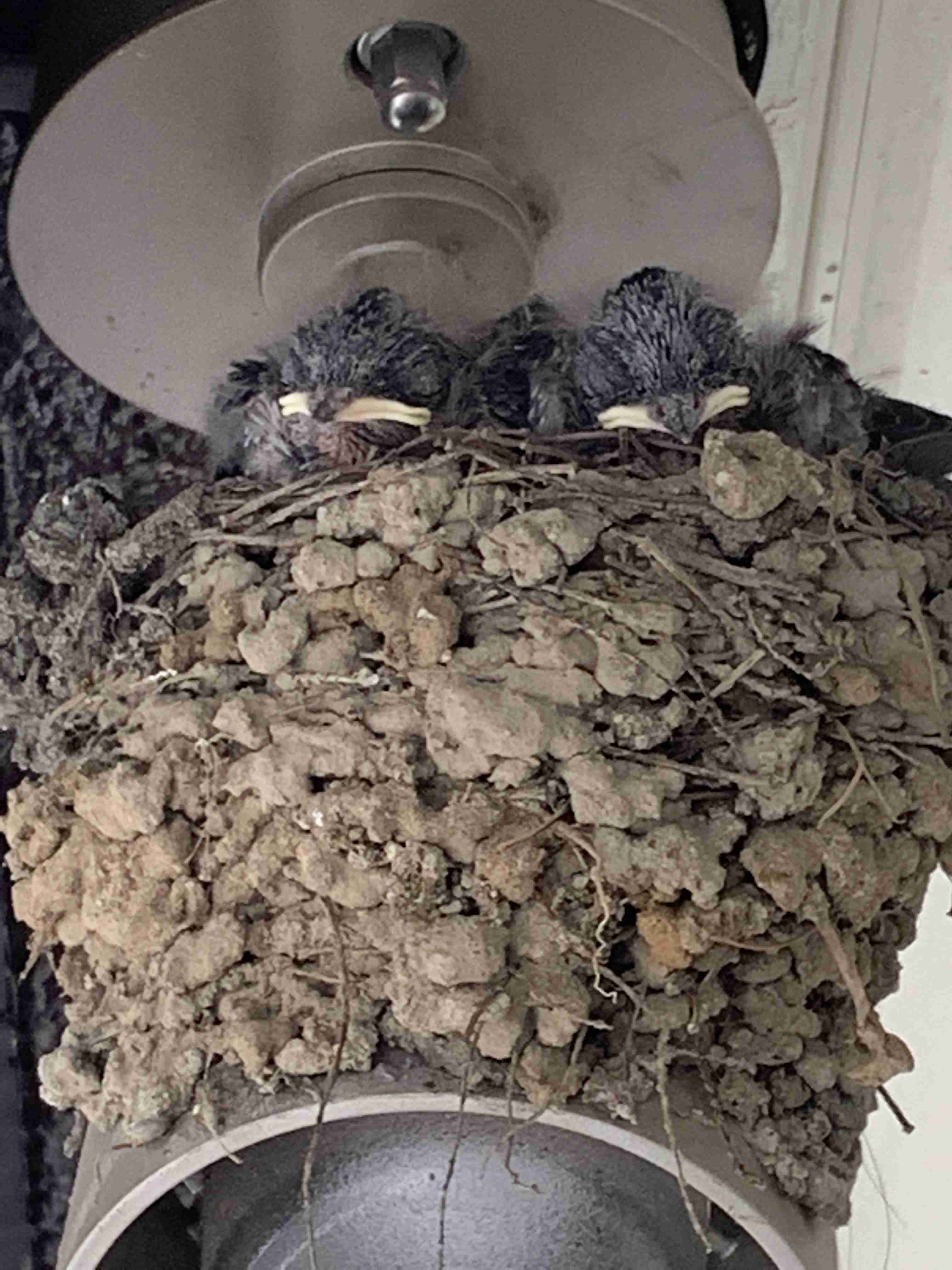 動物の画像だけで1000コメを目指すトピ Part2