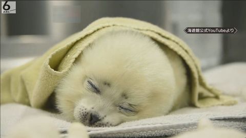 動物の画像だけで1000コメを目指すトピ Part2