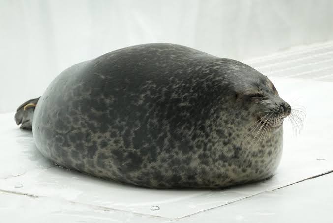 動物の画像だけで1000コメを目指すトピ Part2