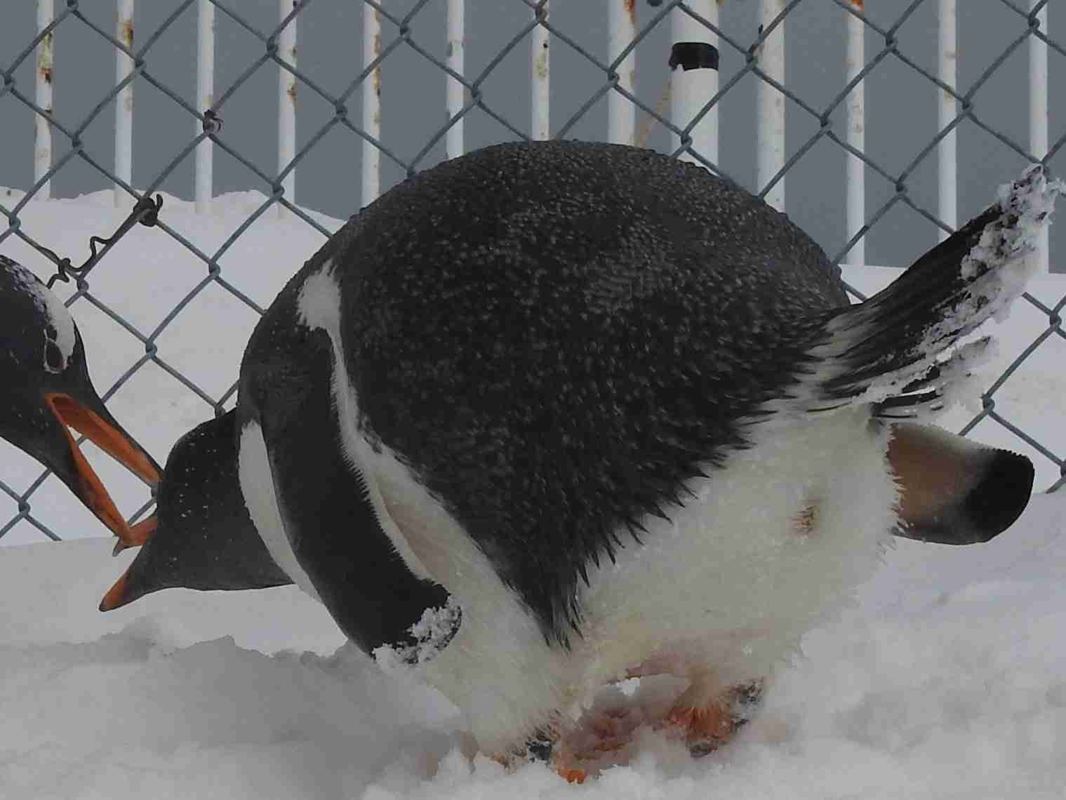 動物の画像だけで1000コメを目指すトピ Part2