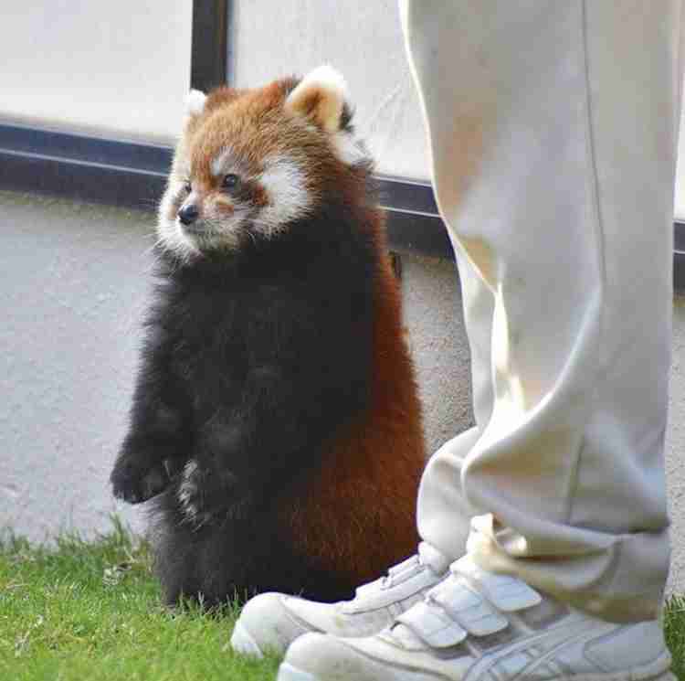 動物の画像だけで1000コメを目指すトピ Part2