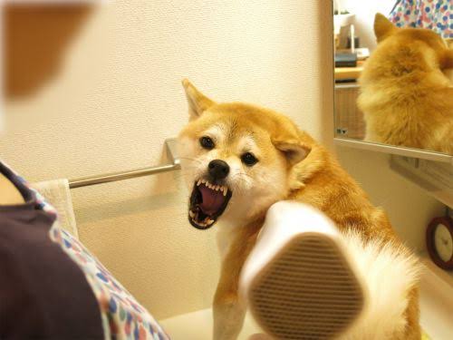 動物の画像だけで1000コメを目指すトピ Part2