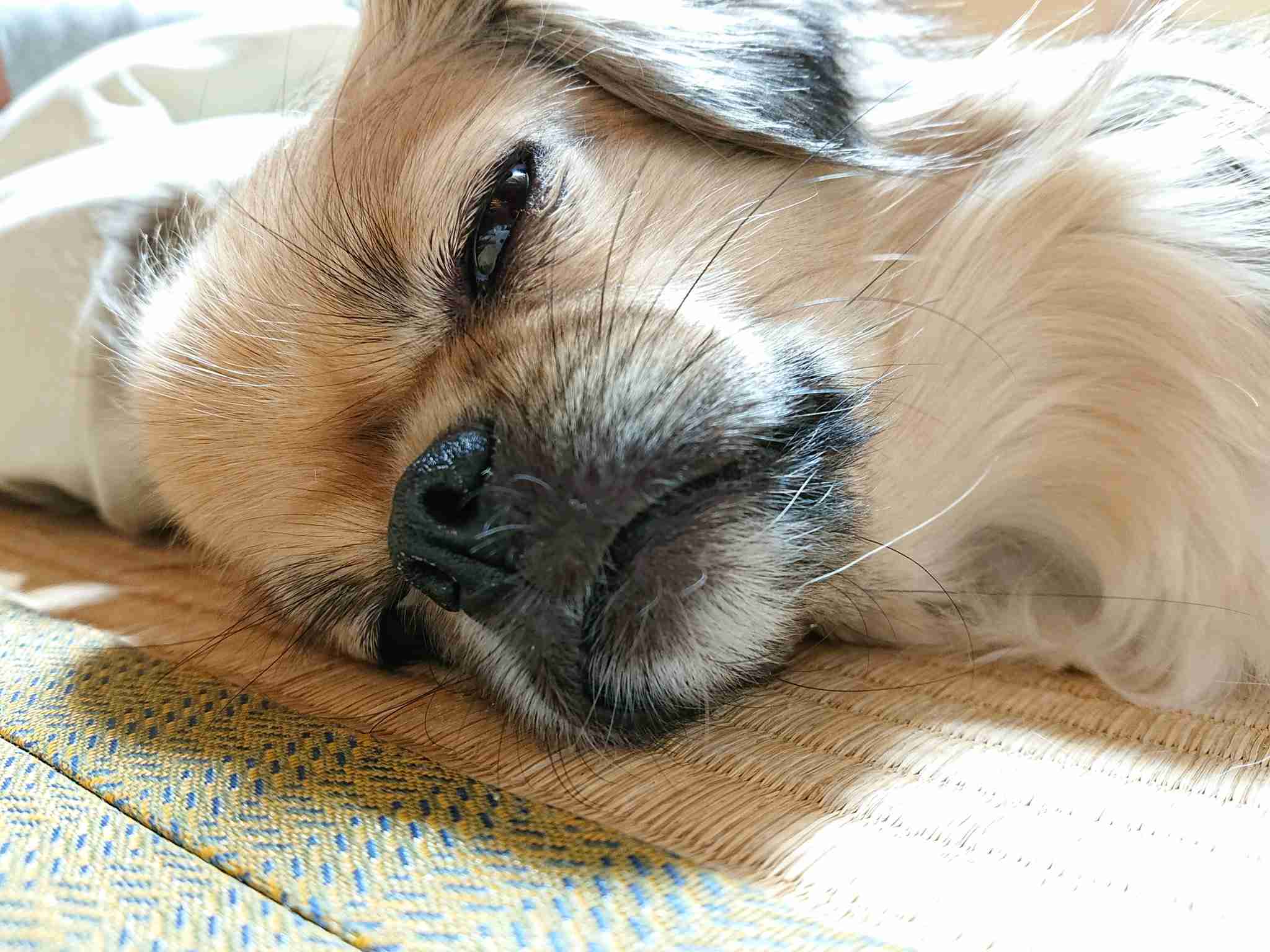 動物の画像だけで1000コメを目指すトピ Part2