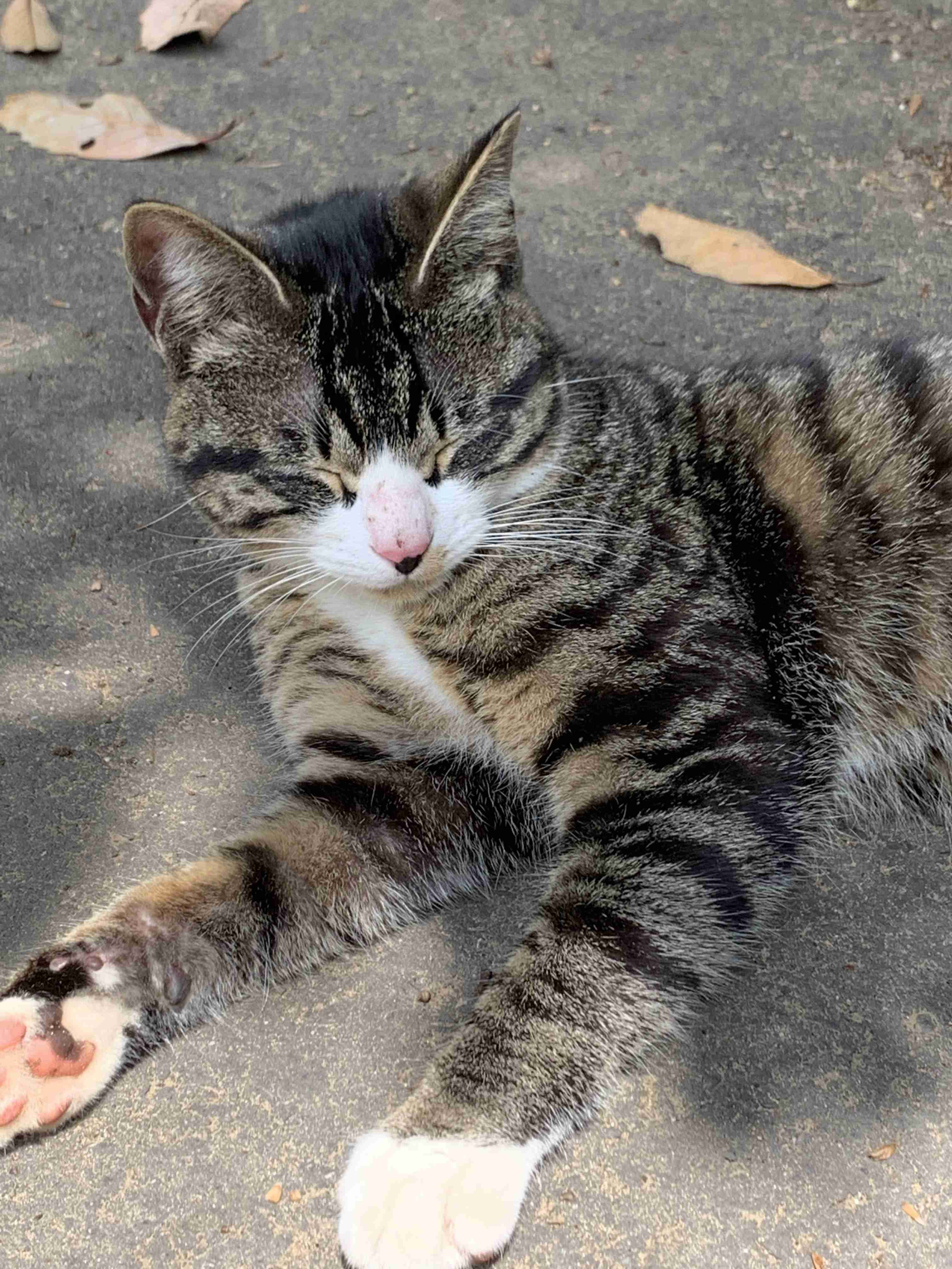 動物の画像だけで1000コメを目指すトピ Part2