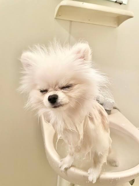 動物の画像だけで1000コメを目指すトピ Part2