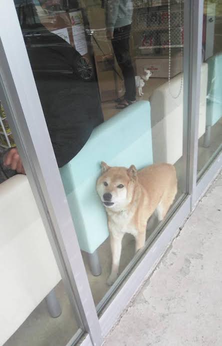 動物の画像だけで1000コメを目指すトピ Part2