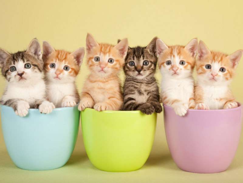 動物の画像だけで1000コメを目指すトピ Part2