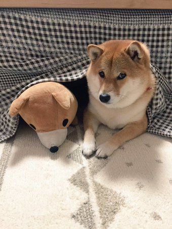 動物の画像だけで1000コメを目指すトピ Part2