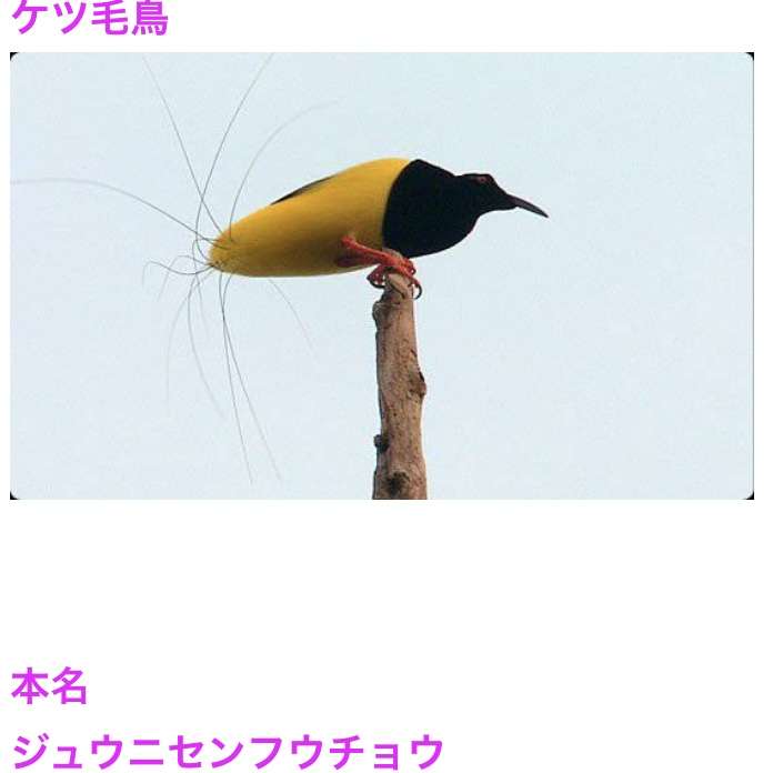 動物の画像だけで1000コメを目指すトピ Part2