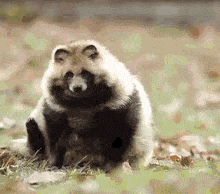 動物の画像だけで1000コメを目指すトピ Part2