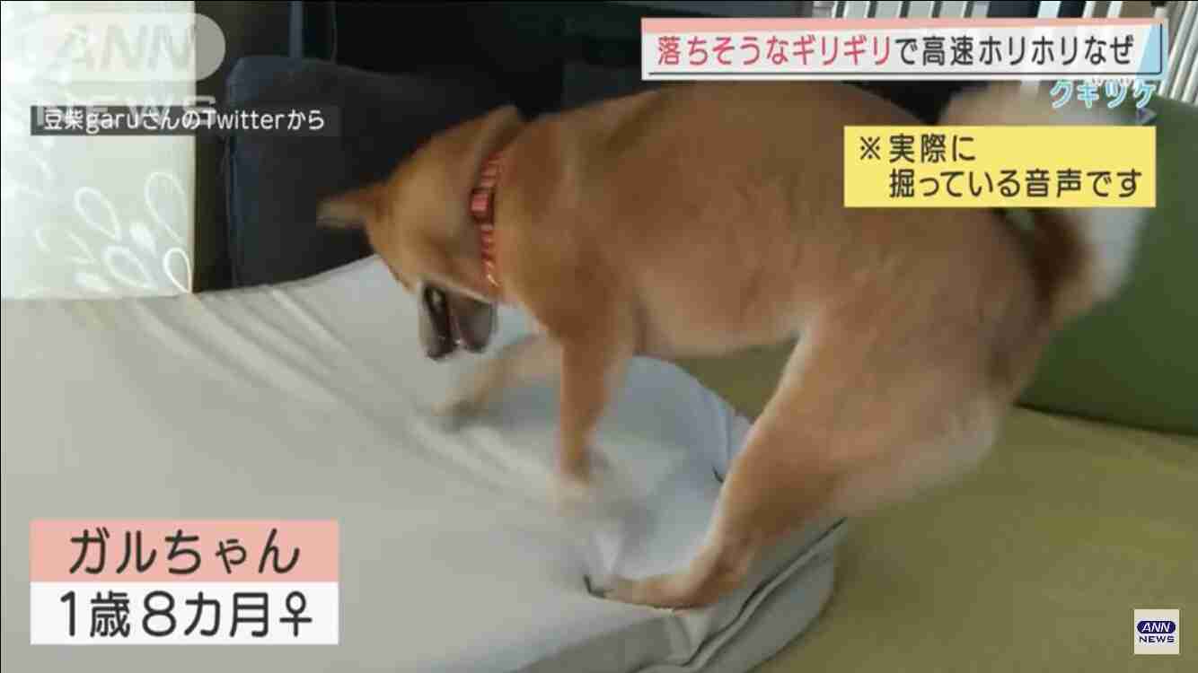 動物の画像だけで1000コメを目指すトピ Part2
