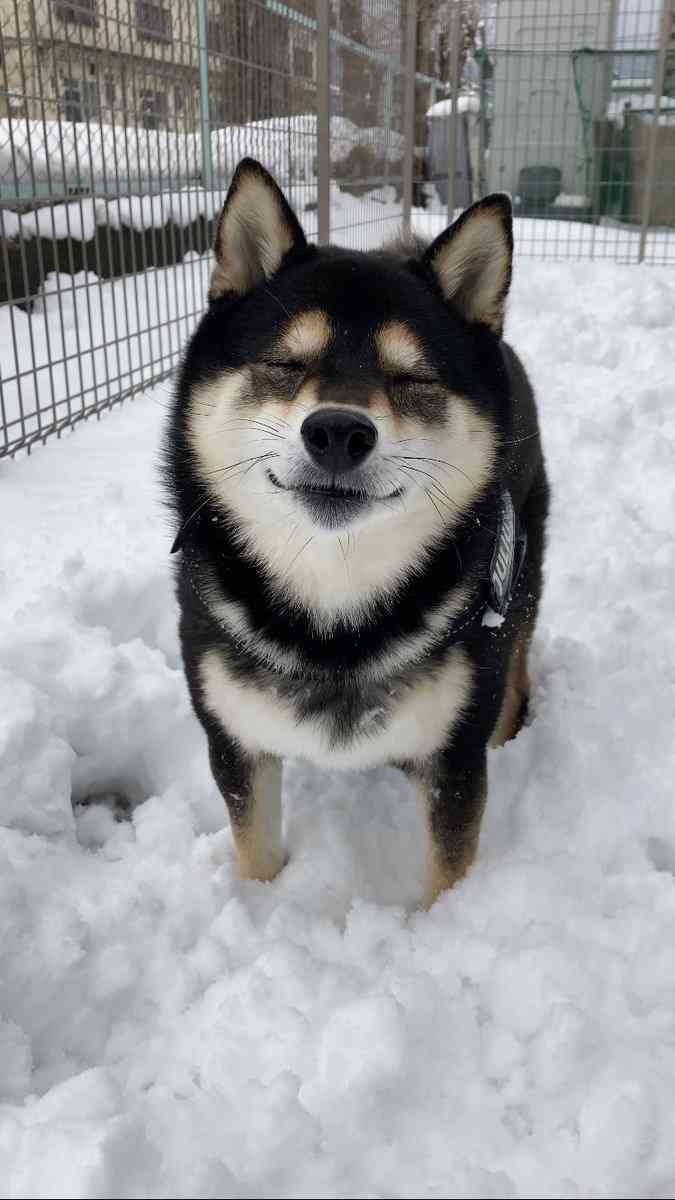 動物の画像だけで1000コメを目指すトピ Part2