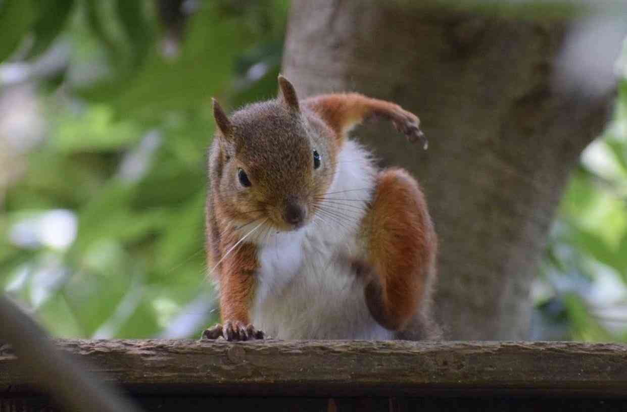 動物の画像だけで1000コメを目指すトピ Part2