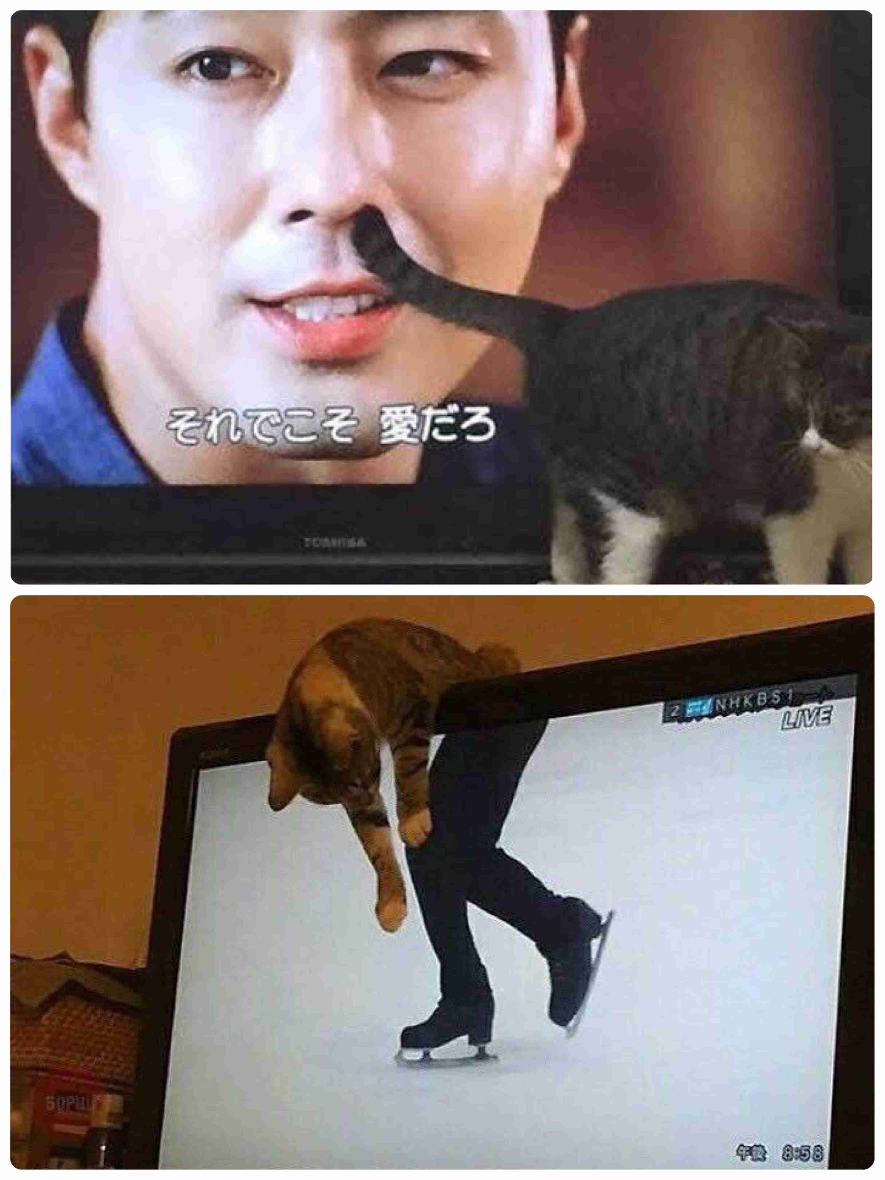 動物の画像だけで1000コメを目指すトピ Part2