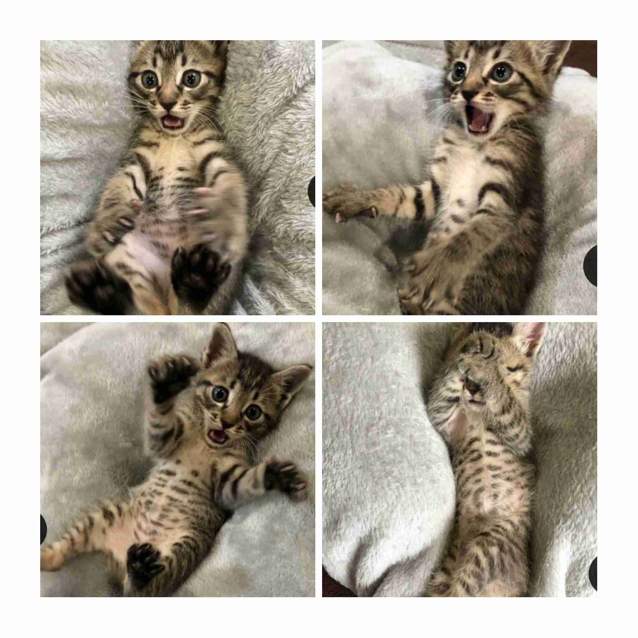 動物の画像だけで1000コメを目指すトピ Part2