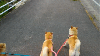 動物の画像だけで1000コメを目指すトピ Part2