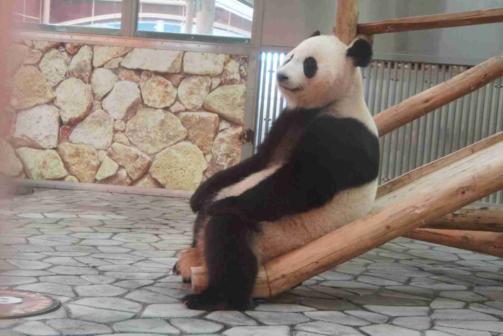 動物の画像だけで1000コメを目指すトピ Part2