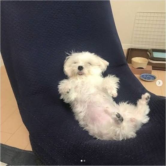 動物の画像だけで1000コメを目指すトピ Part2
