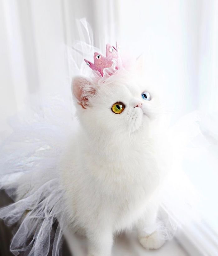 動物の画像だけで1000コメを目指すトピ Part2