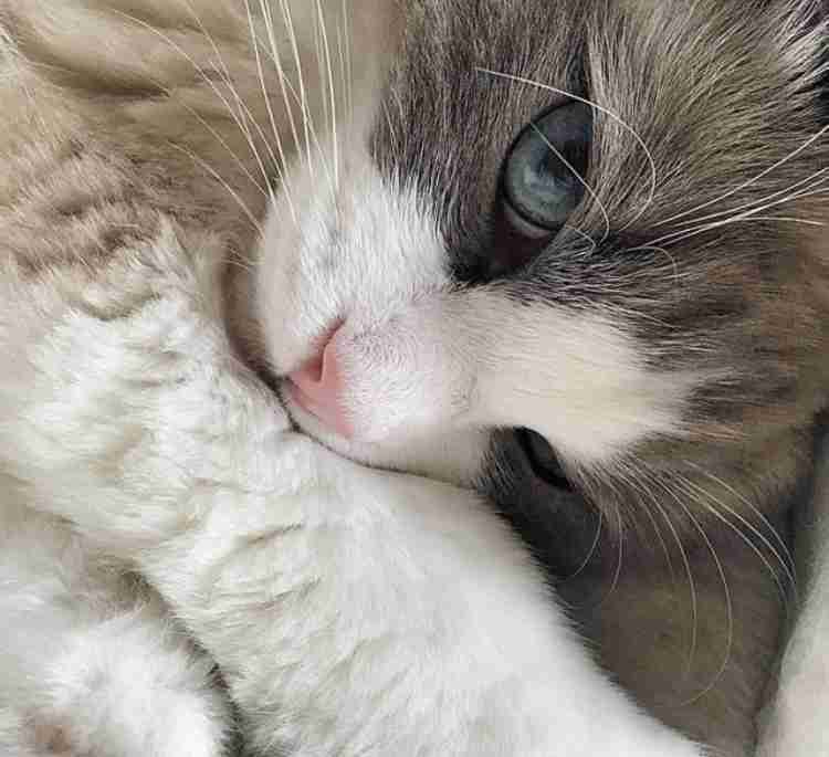 動物の画像だけで1000コメを目指すトピ Part2