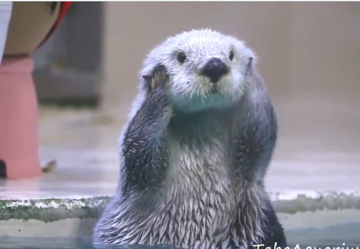 動物の画像だけで1000コメを目指すトピ Part2