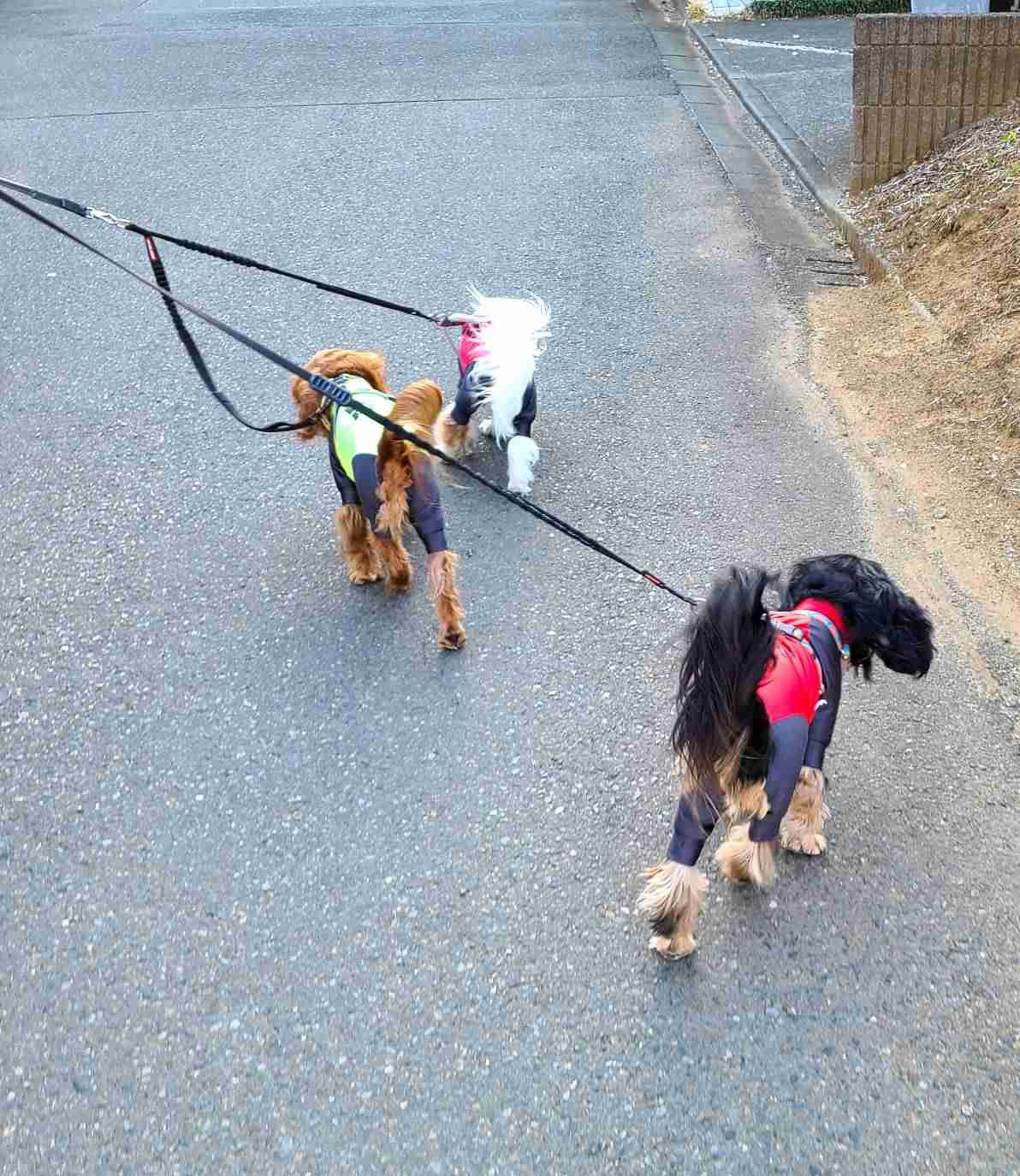 動物の画像だけで1000コメを目指すトピ Part2
