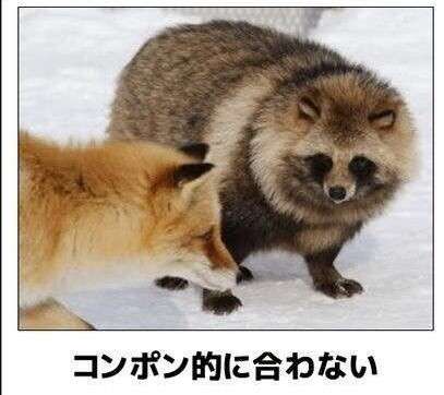 動物の画像だけで1000コメを目指すトピ Part2