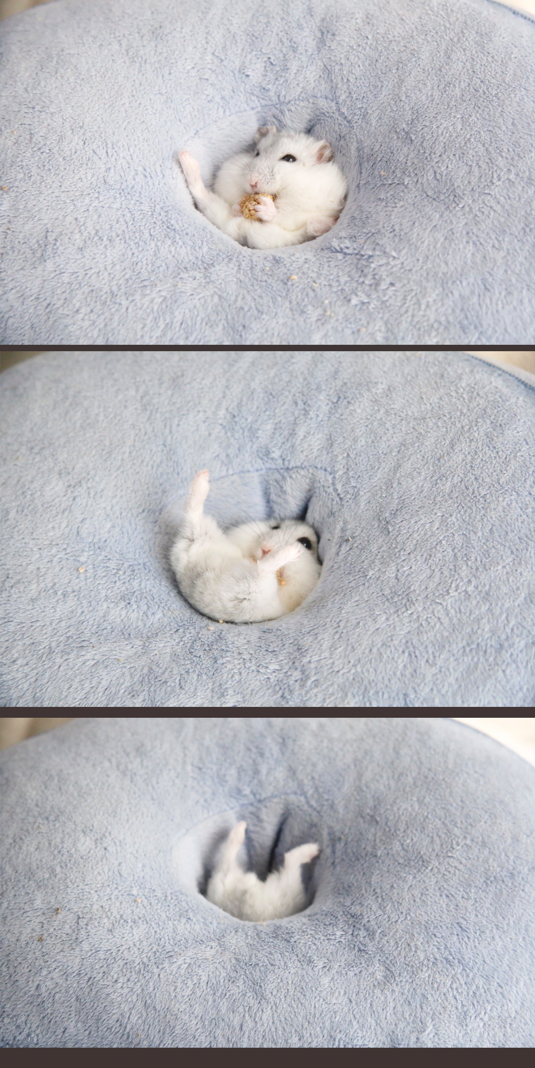 動物の画像だけで1000コメを目指すトピ Part2