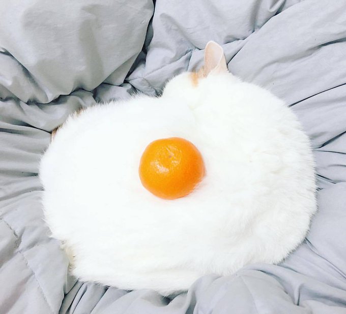 動物の画像だけで1000コメを目指すトピ Part2