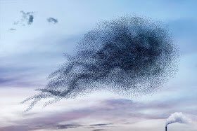動物の画像だけで1000コメを目指すトピ Part2