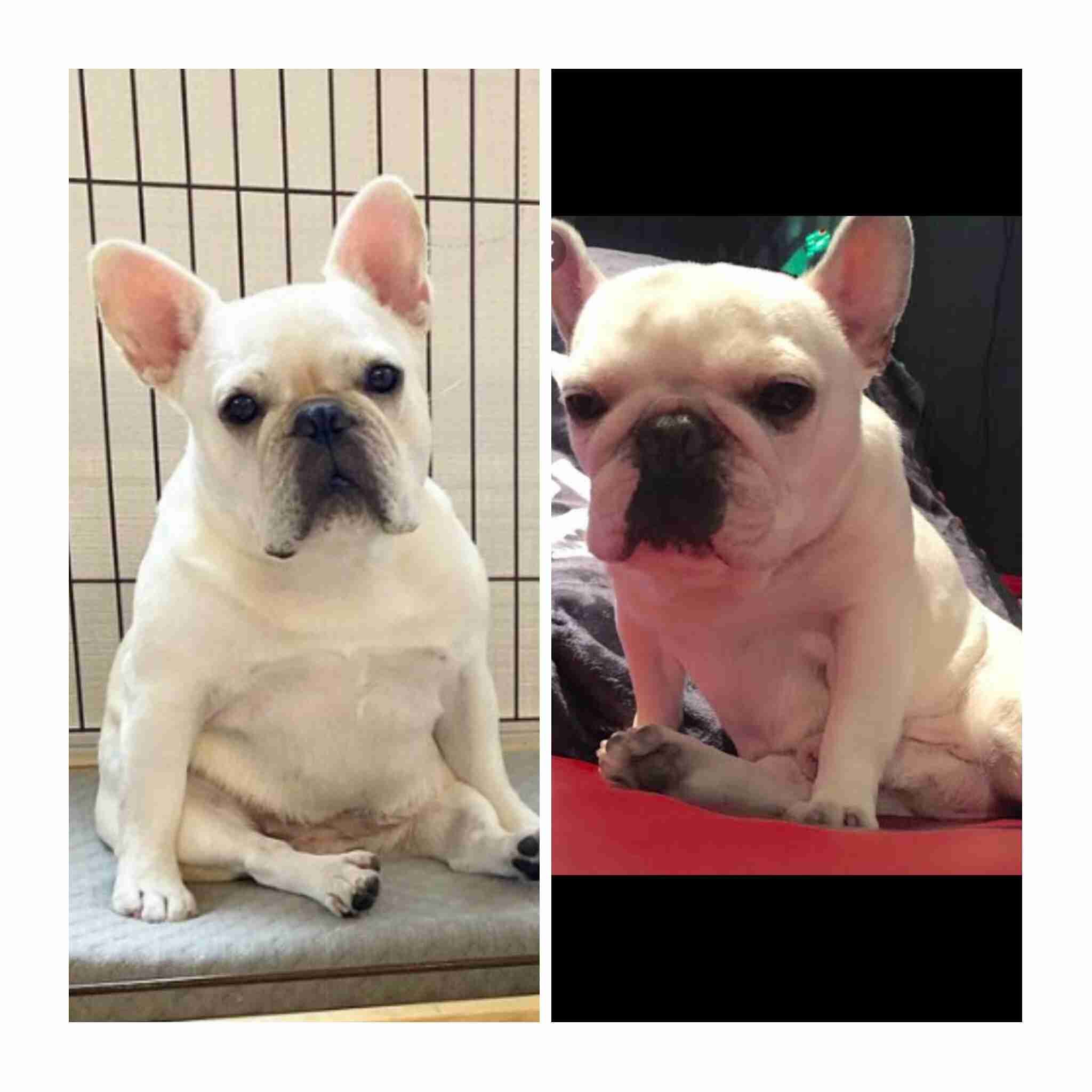 動物の画像だけで1000コメを目指すトピ Part2