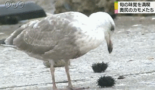 動物の画像だけで1000コメを目指すトピ Part2