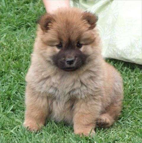 動物の画像だけで1000コメを目指すトピ Part2