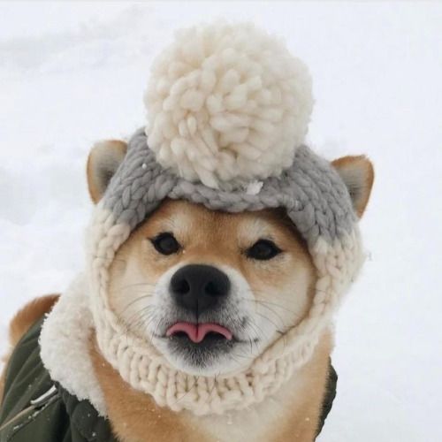 動物の画像だけで1000コメを目指すトピ Part2