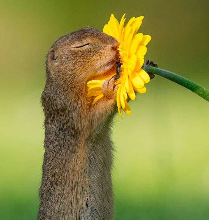 動物の画像だけで1000コメを目指すトピ Part2