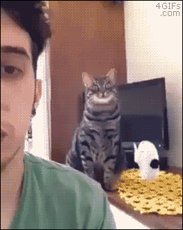 動物の画像だけで1000コメを目指すトピ Part2