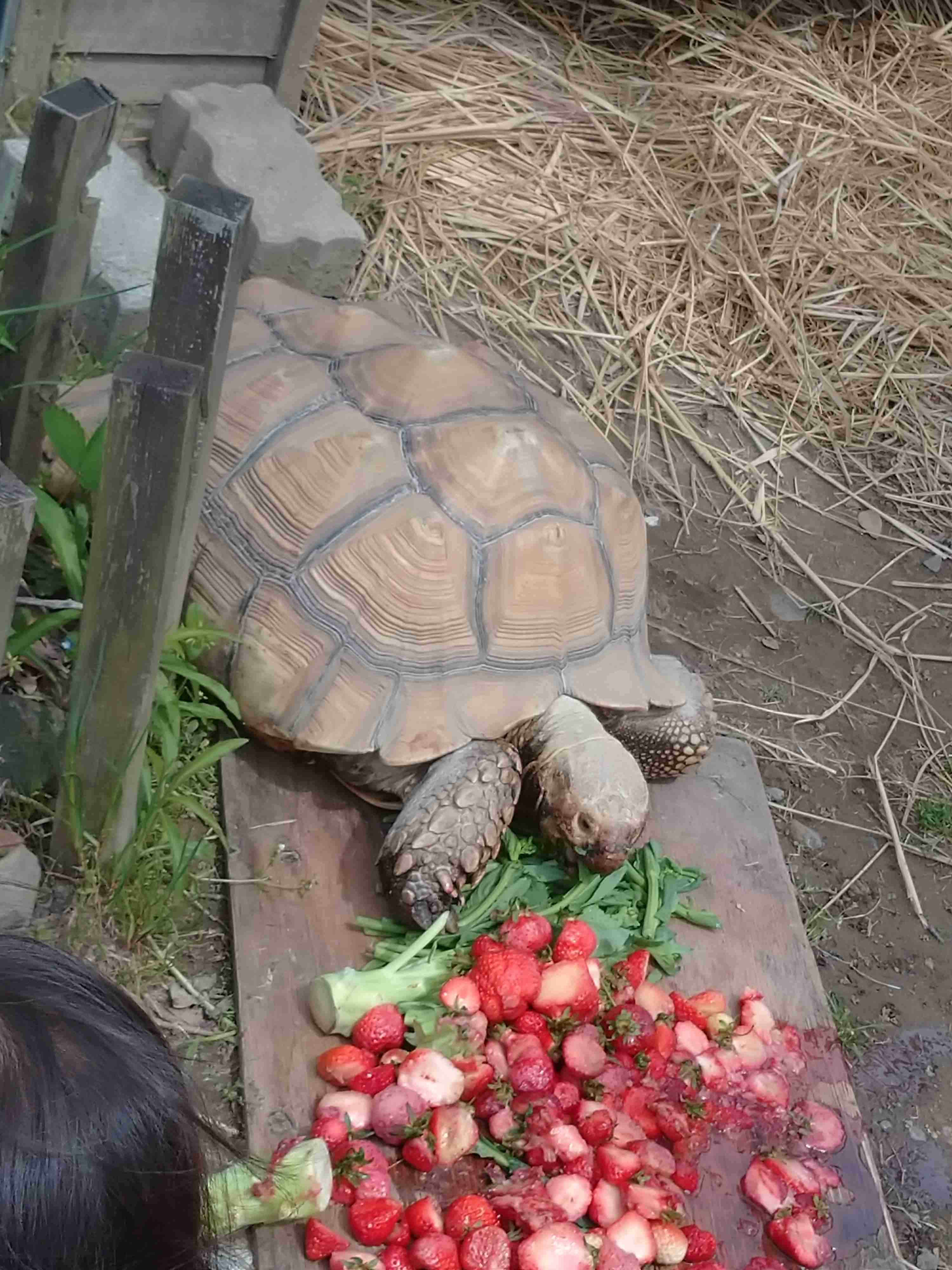 動物の画像だけで1000コメを目指すトピ Part2