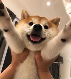 動物の画像だけで1000コメを目指すトピ Part2