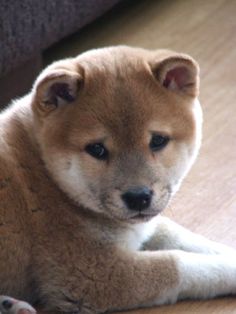 動物の画像だけで1000コメを目指すトピ Part2