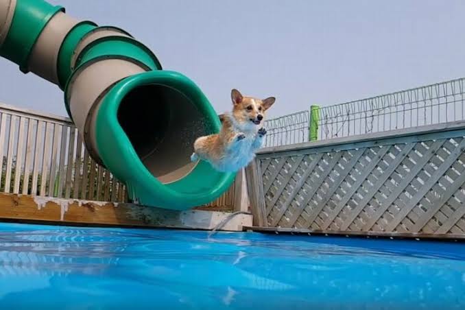 動物の画像だけで1000コメを目指すトピ Part2