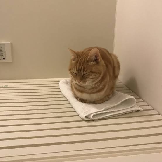 動物の画像だけで1000コメを目指すトピ Part2