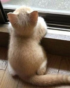 動物の画像だけで1000コメを目指すトピ Part2