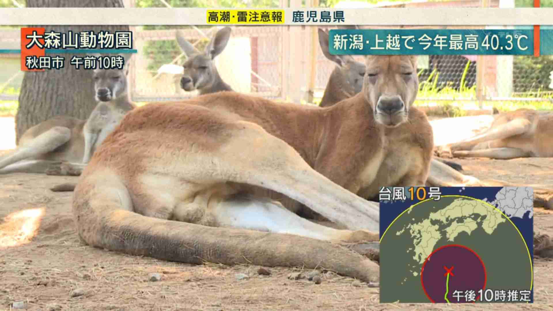 動物の画像だけで1000コメを目指すトピ Part2